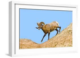 South Dakota, Badlands National Park, Full Curl Bighorn Sheep Climbing Down Roadside Hill-Bernard Friel-Framed Photographic Print