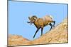 South Dakota, Badlands National Park, Full Curl Bighorn Sheep Climbing Down Roadside Hill-Bernard Friel-Mounted Photographic Print