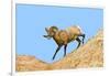 South Dakota, Badlands National Park, Full Curl Bighorn Sheep Climbing Down Roadside Hill-Bernard Friel-Framed Photographic Print