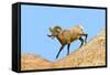 South Dakota, Badlands National Park, Full Curl Bighorn Sheep Climbing Down Roadside Hill-Bernard Friel-Framed Stretched Canvas