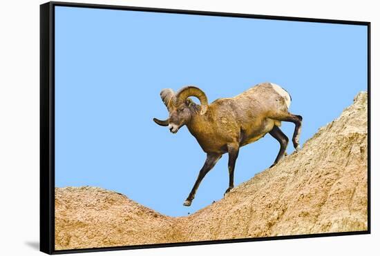 South Dakota, Badlands National Park, Full Curl Bighorn Sheep Climbing Down Roadside Hill-Bernard Friel-Framed Stretched Canvas