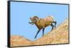 South Dakota, Badlands National Park, Full Curl Bighorn Sheep Climbing Down Roadside Hill-Bernard Friel-Framed Stretched Canvas