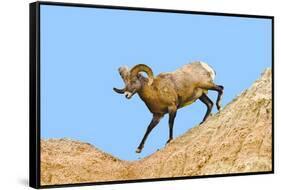 South Dakota, Badlands National Park, Full Curl Bighorn Sheep Climbing Down Roadside Hill-Bernard Friel-Framed Stretched Canvas