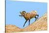 South Dakota, Badlands National Park, Full Curl Bighorn Sheep Climbing Down Roadside Hill-Bernard Friel-Stretched Canvas