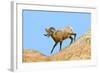 South Dakota, Badlands National Park, Full Curl Bighorn Sheep Climbing Down Roadside Hill-Bernard Friel-Framed Photographic Print