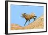 South Dakota, Badlands National Park, Full Curl Bighorn Sheep Climbing Down Roadside Hill-Bernard Friel-Framed Photographic Print