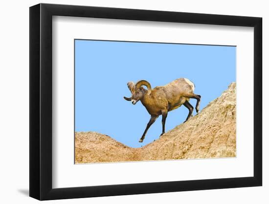 South Dakota, Badlands National Park, Full Curl Bighorn Sheep Climbing Down Roadside Hill-Bernard Friel-Framed Photographic Print