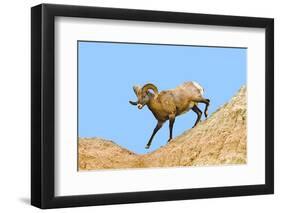 South Dakota, Badlands National Park, Full Curl Bighorn Sheep Climbing Down Roadside Hill-Bernard Friel-Framed Photographic Print