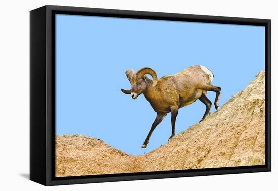 South Dakota, Badlands National Park, Full Curl Bighorn Sheep Climbing Down Roadside Hill-Bernard Friel-Framed Stretched Canvas