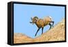 South Dakota, Badlands National Park, Full Curl Bighorn Sheep Climbing Down Roadside Hill-Bernard Friel-Framed Stretched Canvas