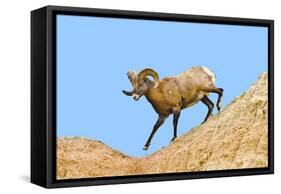 South Dakota, Badlands National Park, Full Curl Bighorn Sheep Climbing Down Roadside Hill-Bernard Friel-Framed Stretched Canvas