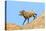 South Dakota, Badlands National Park, Full Curl Bighorn Sheep Climbing Down Roadside Hill-Bernard Friel-Stretched Canvas