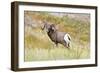 South Dakota, Badlands National Park, Full Curl Bighorn Sheep Grazing Along Roadway-Bernard Friel-Framed Photographic Print