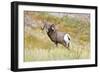 South Dakota, Badlands National Park, Full Curl Bighorn Sheep Grazing Along Roadway-Bernard Friel-Framed Photographic Print