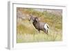 South Dakota, Badlands National Park, Full Curl Bighorn Sheep Grazing Along Roadway-Bernard Friel-Framed Photographic Print