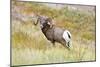 South Dakota, Badlands National Park, Full Curl Bighorn Sheep Grazing Along Roadway-Bernard Friel-Mounted Photographic Print
