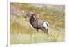 South Dakota, Badlands National Park, Full Curl Bighorn Sheep Grazing Along Roadway-Bernard Friel-Framed Photographic Print