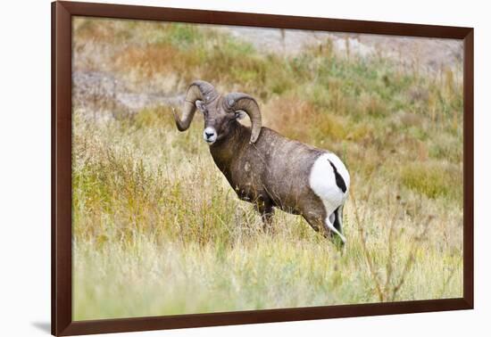 South Dakota, Badlands National Park, Full Curl Bighorn Sheep Grazing Along Roadway-Bernard Friel-Framed Photographic Print