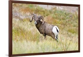 South Dakota, Badlands National Park, Full Curl Bighorn Sheep Grazing Along Roadway-Bernard Friel-Framed Photographic Print