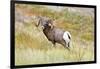 South Dakota, Badlands National Park, Full Curl Bighorn Sheep Grazing Along Roadway-Bernard Friel-Framed Photographic Print