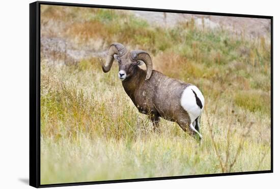 South Dakota, Badlands National Park, Full Curl Bighorn Sheep Grazing Along Roadway-Bernard Friel-Framed Stretched Canvas