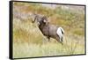 South Dakota, Badlands National Park, Full Curl Bighorn Sheep Grazing Along Roadway-Bernard Friel-Framed Stretched Canvas