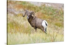 South Dakota, Badlands National Park, Full Curl Bighorn Sheep Grazing Along Roadway-Bernard Friel-Stretched Canvas
