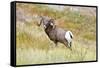 South Dakota, Badlands National Park, Full Curl Bighorn Sheep Grazing Along Roadway-Bernard Friel-Framed Stretched Canvas