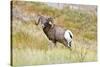 South Dakota, Badlands National Park, Full Curl Bighorn Sheep Grazing Along Roadway-Bernard Friel-Stretched Canvas