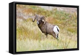 South Dakota, Badlands National Park, Full Curl Bighorn Sheep Grazing Along Roadway-Bernard Friel-Framed Stretched Canvas