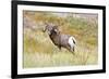 South Dakota, Badlands National Park, Full Curl Bighorn Sheep Grazing Along Roadway-Bernard Friel-Framed Photographic Print