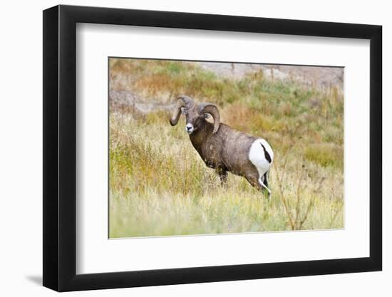 South Dakota, Badlands National Park, Full Curl Bighorn Sheep Grazing Along Roadway-Bernard Friel-Framed Photographic Print