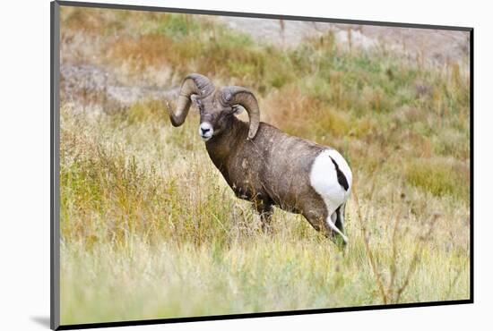 South Dakota, Badlands National Park, Full Curl Bighorn Sheep Grazing Along Roadway-Bernard Friel-Mounted Photographic Print