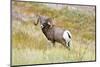 South Dakota, Badlands National Park, Full Curl Bighorn Sheep Grazing Along Roadway-Bernard Friel-Mounted Photographic Print