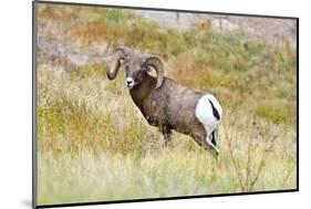 South Dakota, Badlands National Park, Full Curl Bighorn Sheep Grazing Along Roadway-Bernard Friel-Mounted Photographic Print