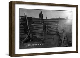 South Dakota - Branding Cattle Scene-Lantern Press-Framed Art Print