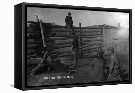 South Dakota - Branding Cattle Scene-Lantern Press-Framed Stretched Canvas