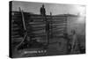 South Dakota - Branding Cattle Scene-Lantern Press-Stretched Canvas