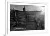 South Dakota - Branding Cattle Scene-Lantern Press-Framed Art Print