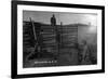 South Dakota - Branding Cattle Scene-Lantern Press-Framed Art Print