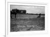 South Dakota - Calf Roping at Black Hills Round-Up-Lantern Press-Framed Art Print