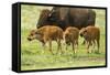 South Dakota, Custer State Park. Bison Calves and Adult-Jaynes Gallery-Framed Stretched Canvas