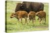 South Dakota, Custer State Park. Bison Calves and Adult-Jaynes Gallery-Stretched Canvas