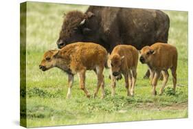 South Dakota, Custer State Park. Bison Calves and Adult-Jaynes Gallery-Stretched Canvas