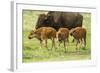 South Dakota, Custer State Park. Bison Calves and Adult-Jaynes Gallery-Framed Photographic Print