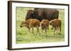 South Dakota, Custer State Park. Bison Calves and Adult-Jaynes Gallery-Framed Photographic Print