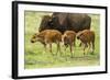 South Dakota, Custer State Park. Bison Calves and Adult-Jaynes Gallery-Framed Photographic Print