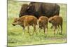 South Dakota, Custer State Park. Bison Calves and Adult-Jaynes Gallery-Mounted Photographic Print