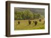 South Dakota, Custer State Park. Bison Herd in Field-Jaynes Gallery-Framed Photographic Print