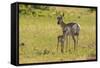 South Dakota, Custer State Park. Pronghorn Doe and Fawn-Jaynes Gallery-Framed Stretched Canvas